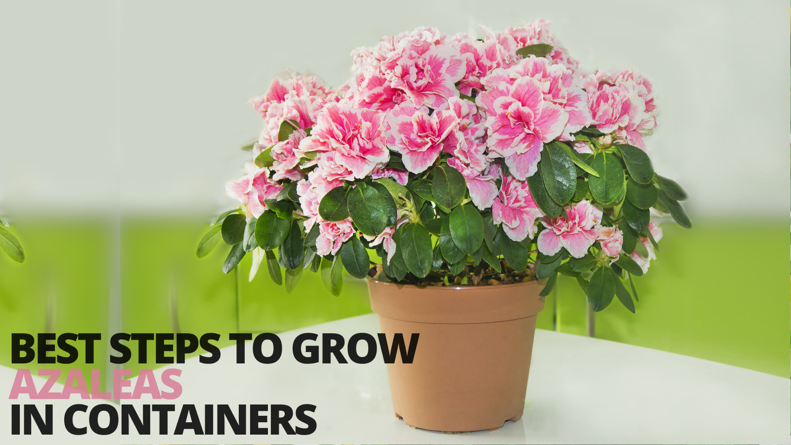Best Steps To Grow Azaleas In Containers