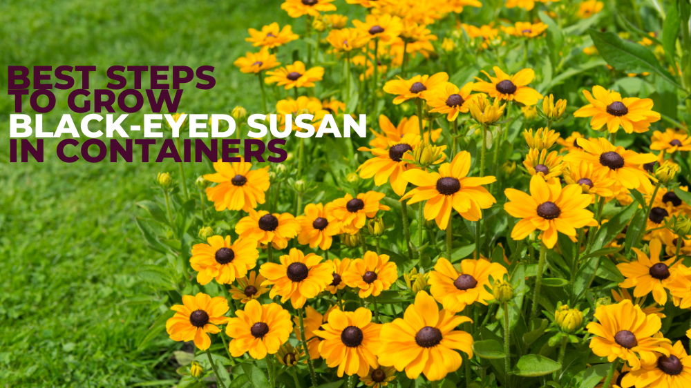Best Steps To Grow Black-Eyed Susan In Containers