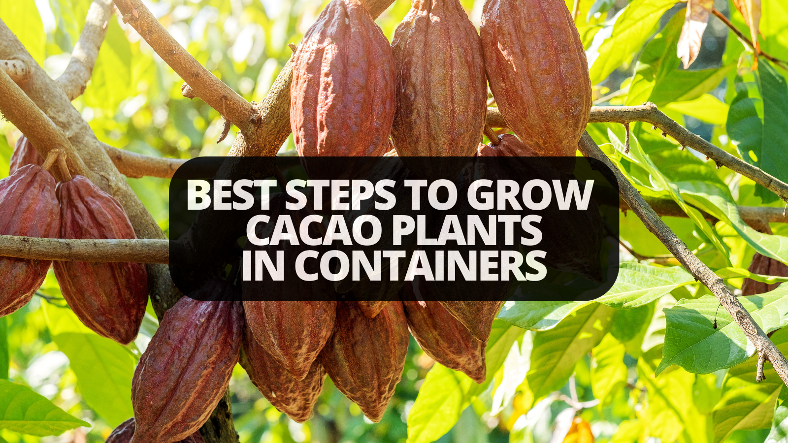 Best Steps To Grow Cacao Plants In Containers