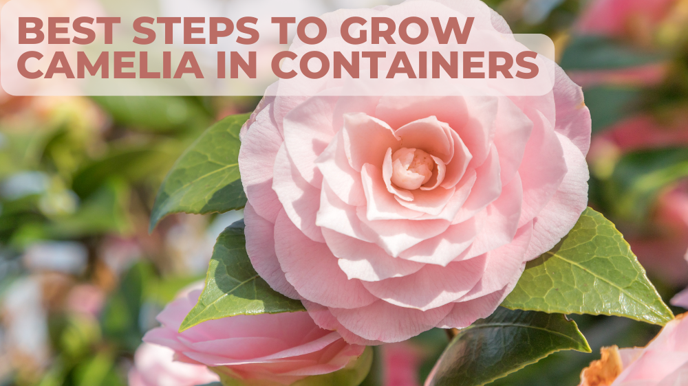 Best Steps To Grow Camelia In Containers
