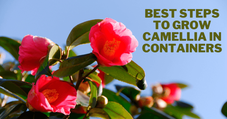 Best Steps To Grow Camellia In Containers