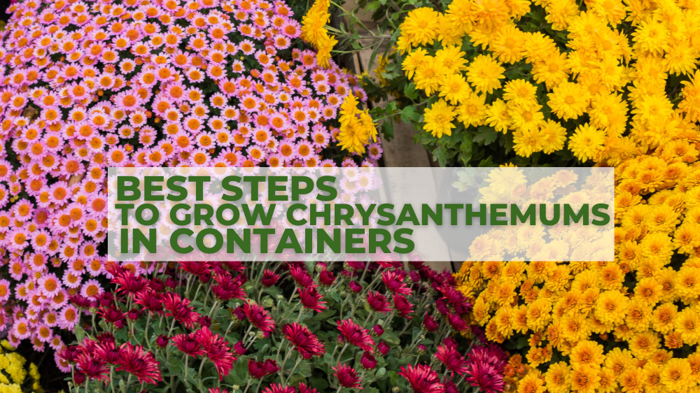 Best Steps To Grow Chrysanthemums In Containers