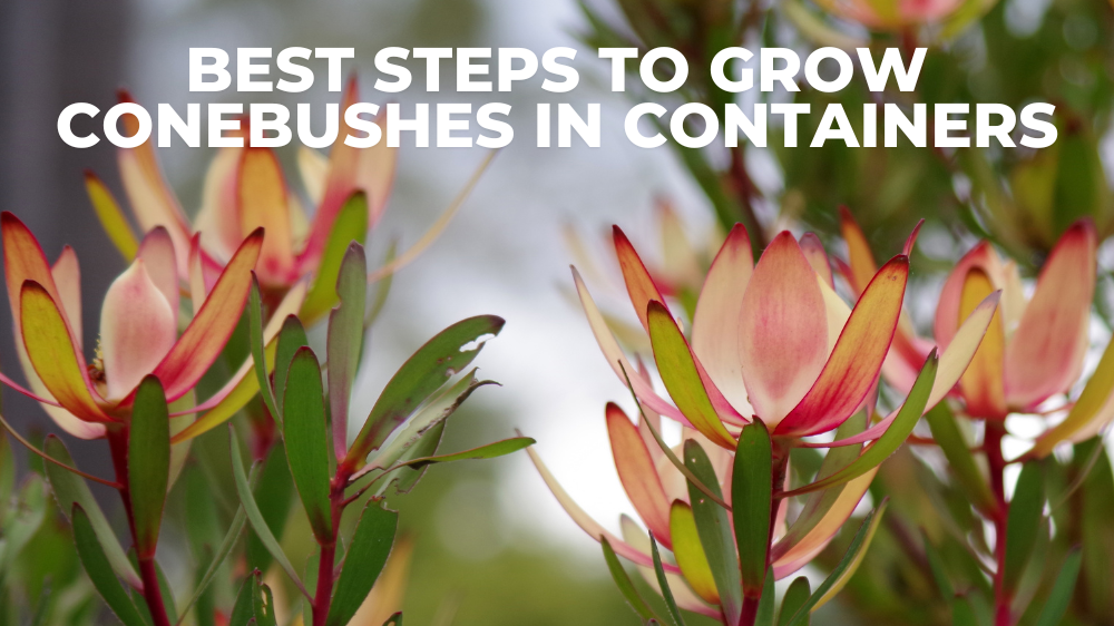 Best Steps To Grow Conebushes In Containers