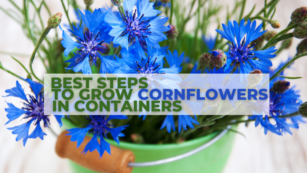 Best Steps To Grow Cornflowers In Containers
