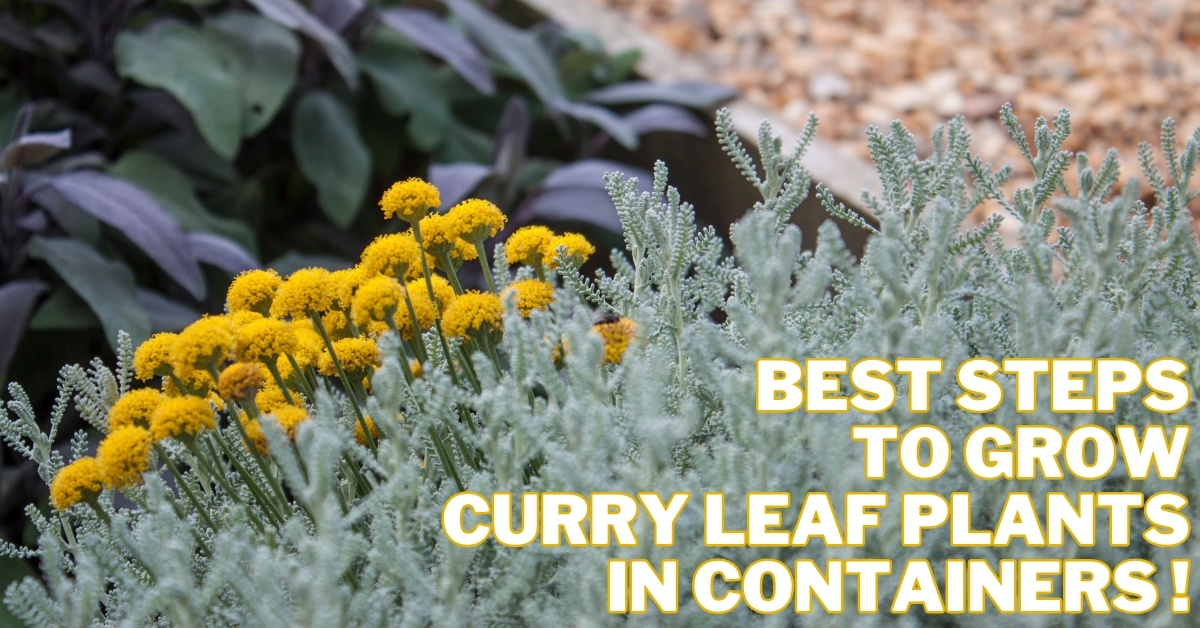 Best Steps To Grow Curry Leaf Plants In Containers