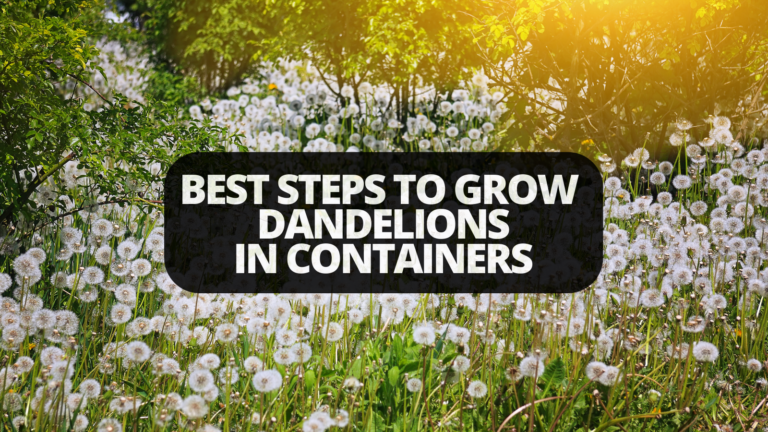 Best Steps To Grow Dandelions In Containers