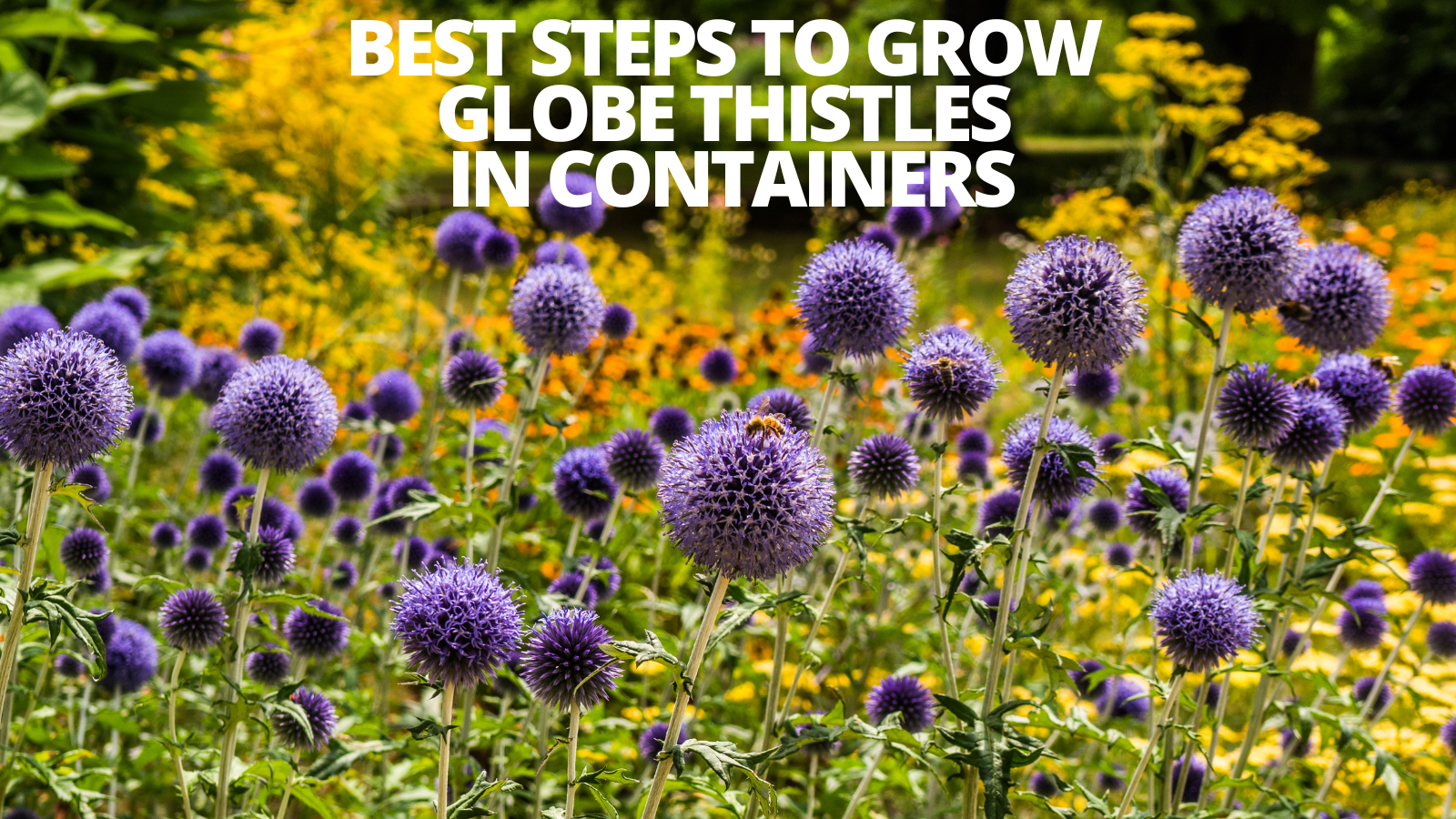 Best Steps To Grow Globe Thistles In Containers