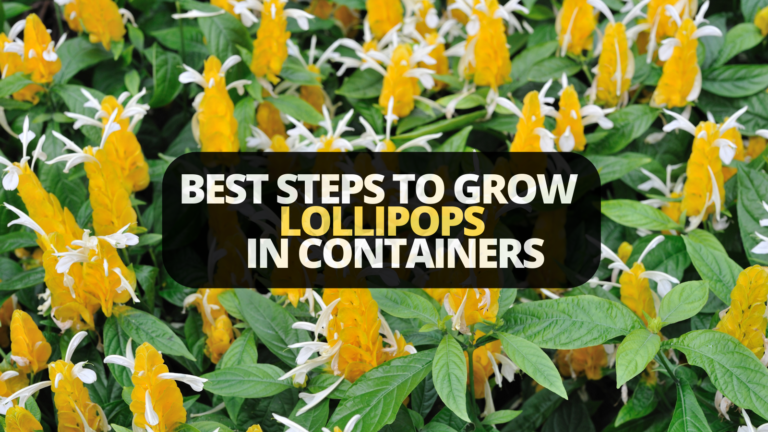 Best Steps To Grow Lollipops In Containers