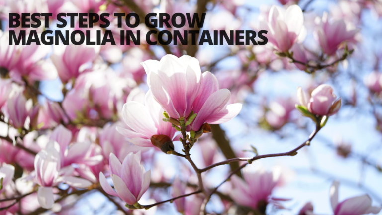 Best Steps To Grow Magnolia In Containers