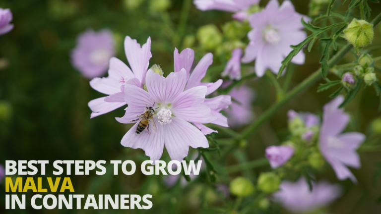 Best Steps To Grow Malva In Containers