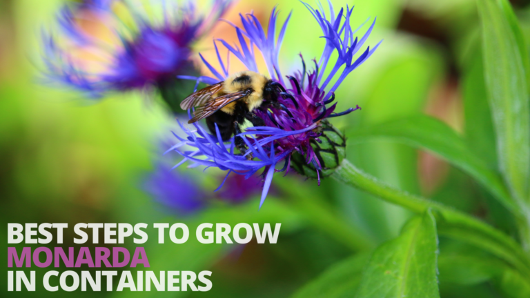 Best Steps To Grow Monarda In Containers
