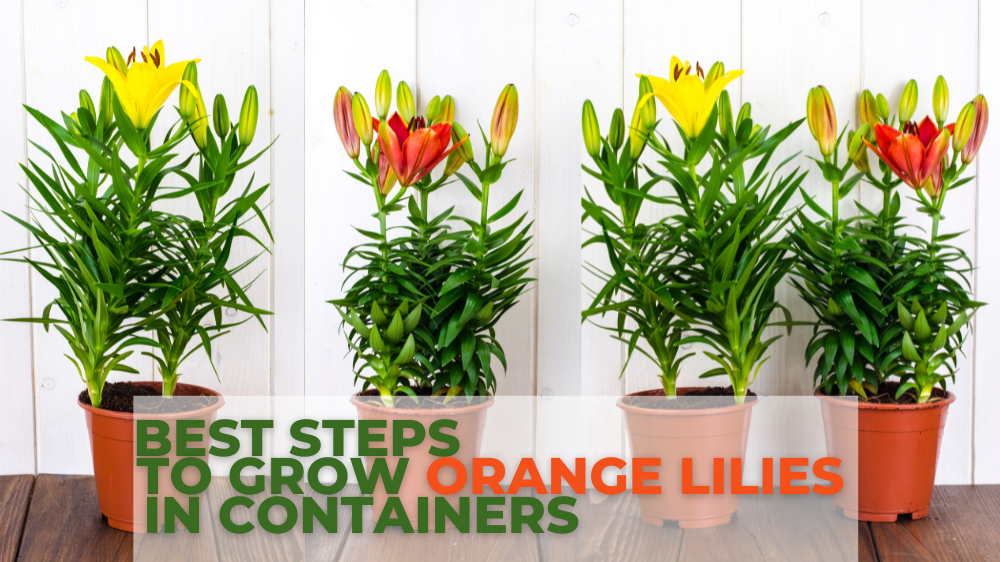 Best Steps To Grow Orange Lilies In Containers