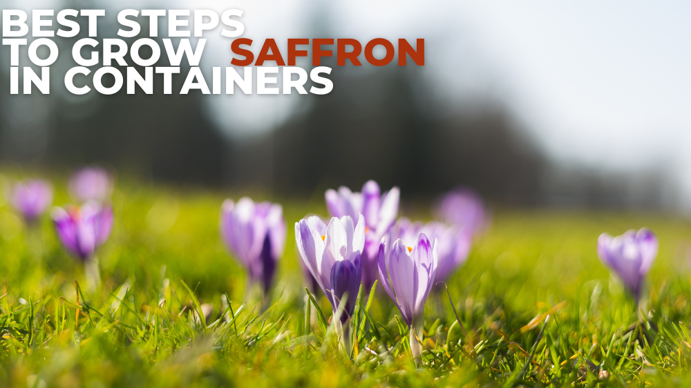 Best Steps To Grow Saffron In Containers