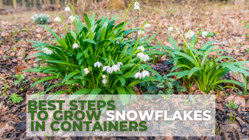 Best Steps To Grow Snowflakes In Containers