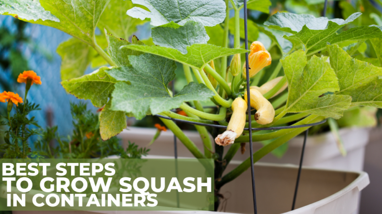 Best Steps To Grow Squash In Containers