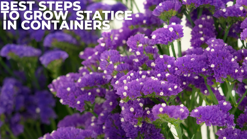 Best Steps To Grow Statice In Containers