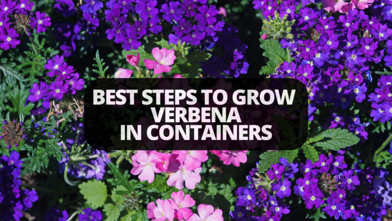 Best Steps To Grow Verbena In Containers