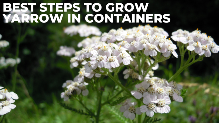 Best Steps To Grow Yarrow In Containers