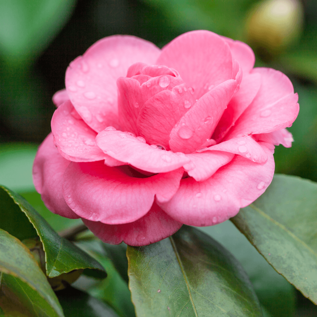 Grow Camellia In Containers