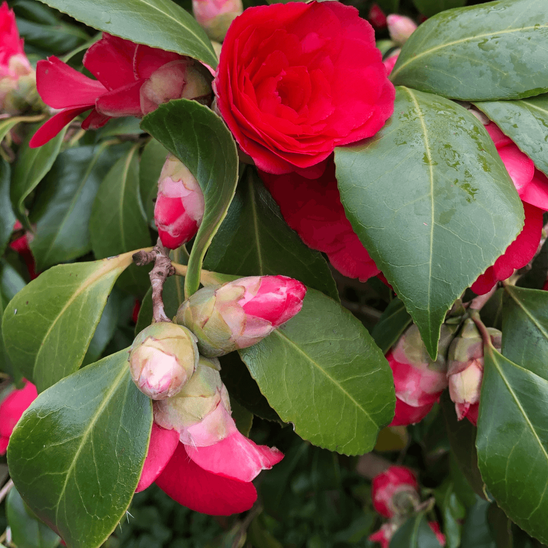 History & Origin Of Camellia