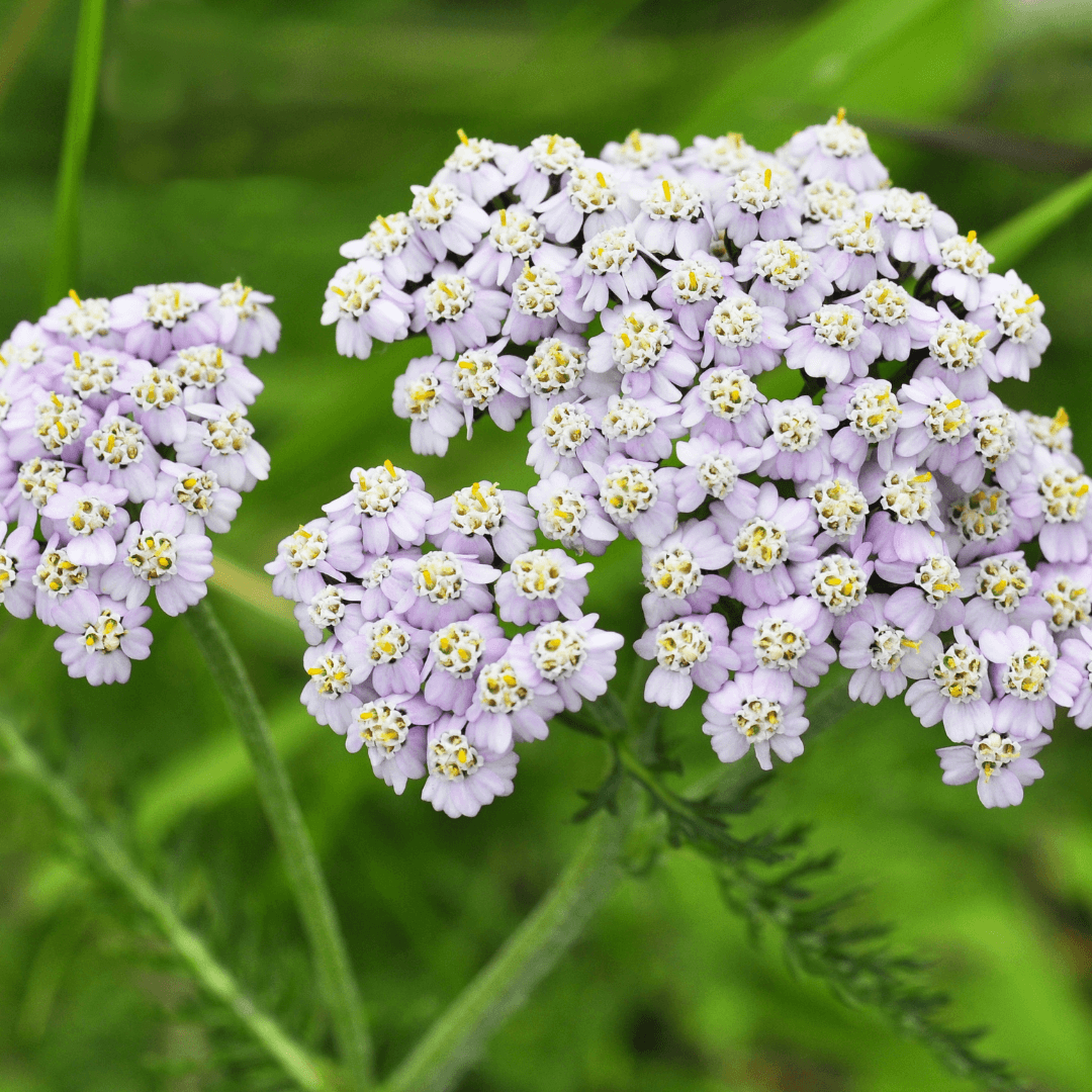 Apple Blossom Yarrow