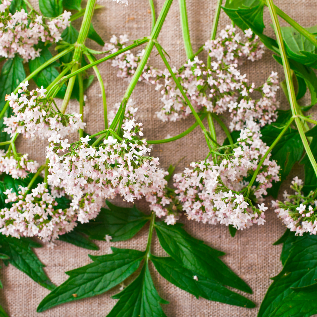 Harvesting Valerian