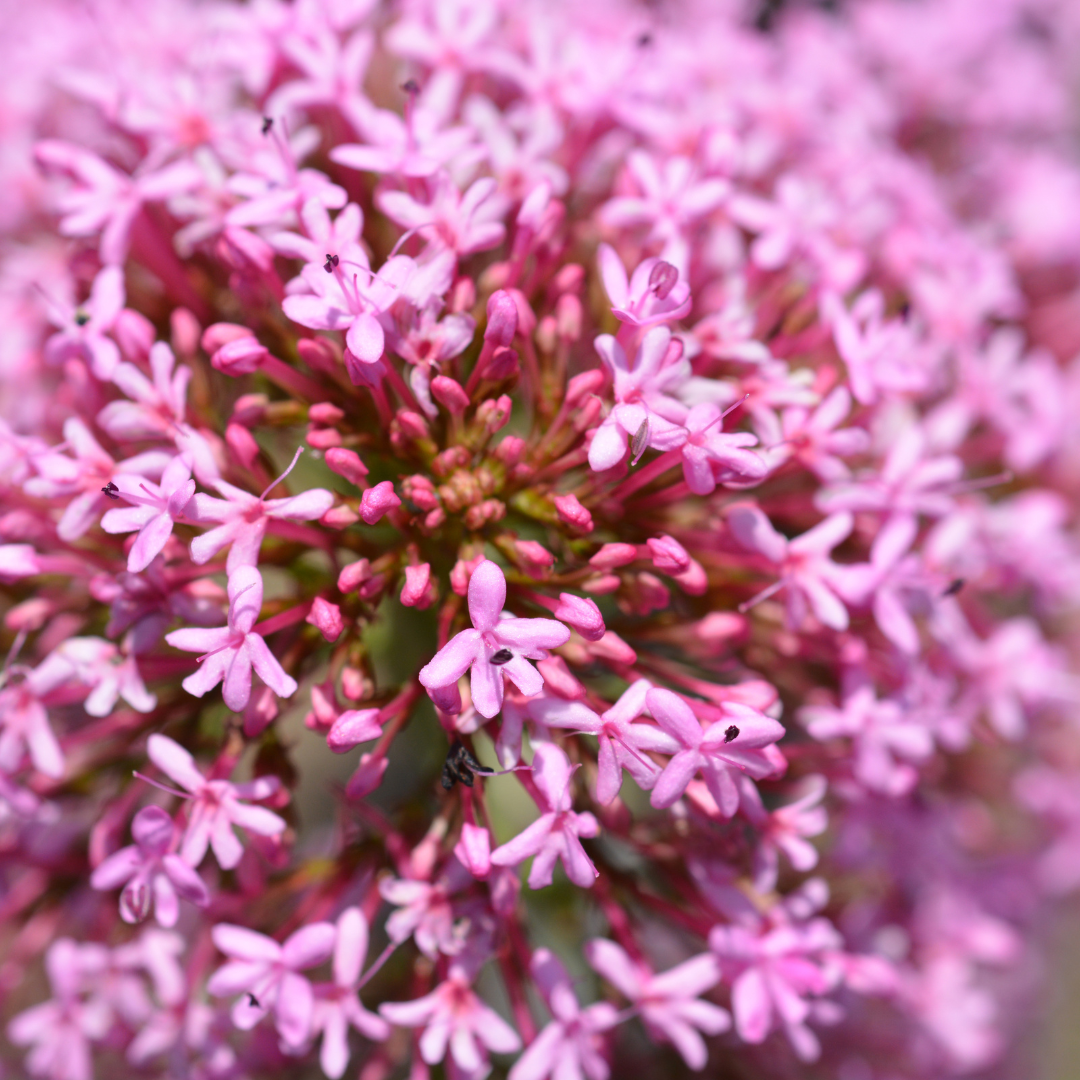 Best Steps To Grow Valerian In Containers