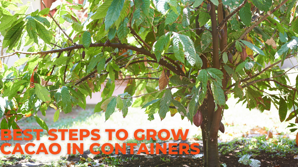 Best Steps To Grow Cacao In Containers