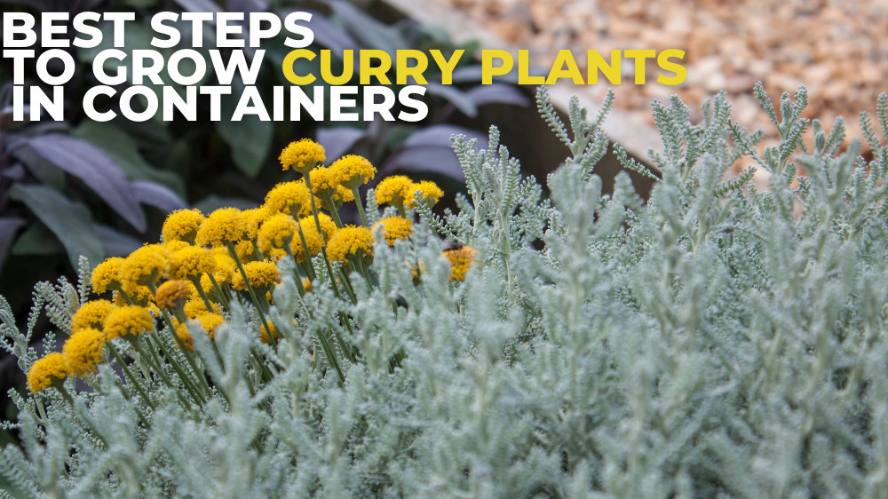 Best Steps To Grow Curry Plants In Containers