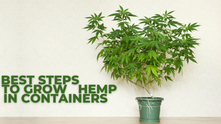 Best Steps To Grow Hemp In Containers