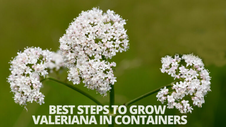 Best Steps To Grow Valerian In Containers