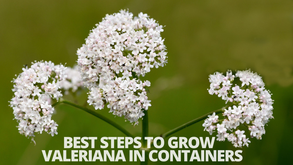 Best Steps To Grow Valeriana In Containers