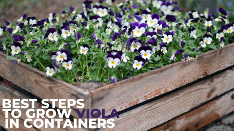 Best Steps To Grow Viola In Containers