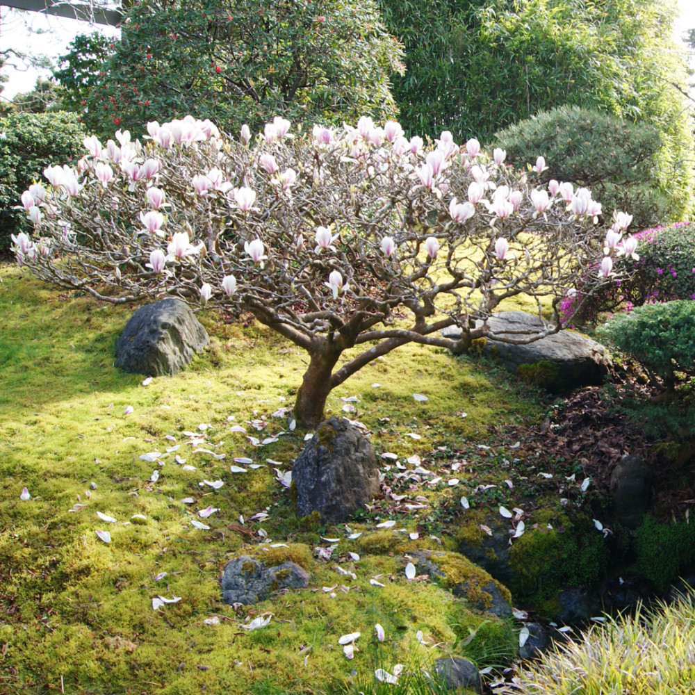 Caring For A Potted Magnolia Tree