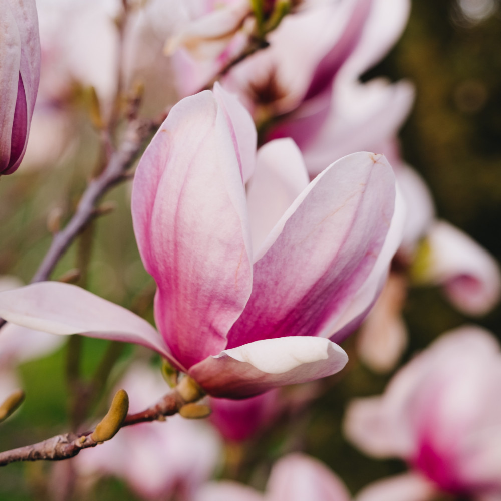 Chinese Magnolia