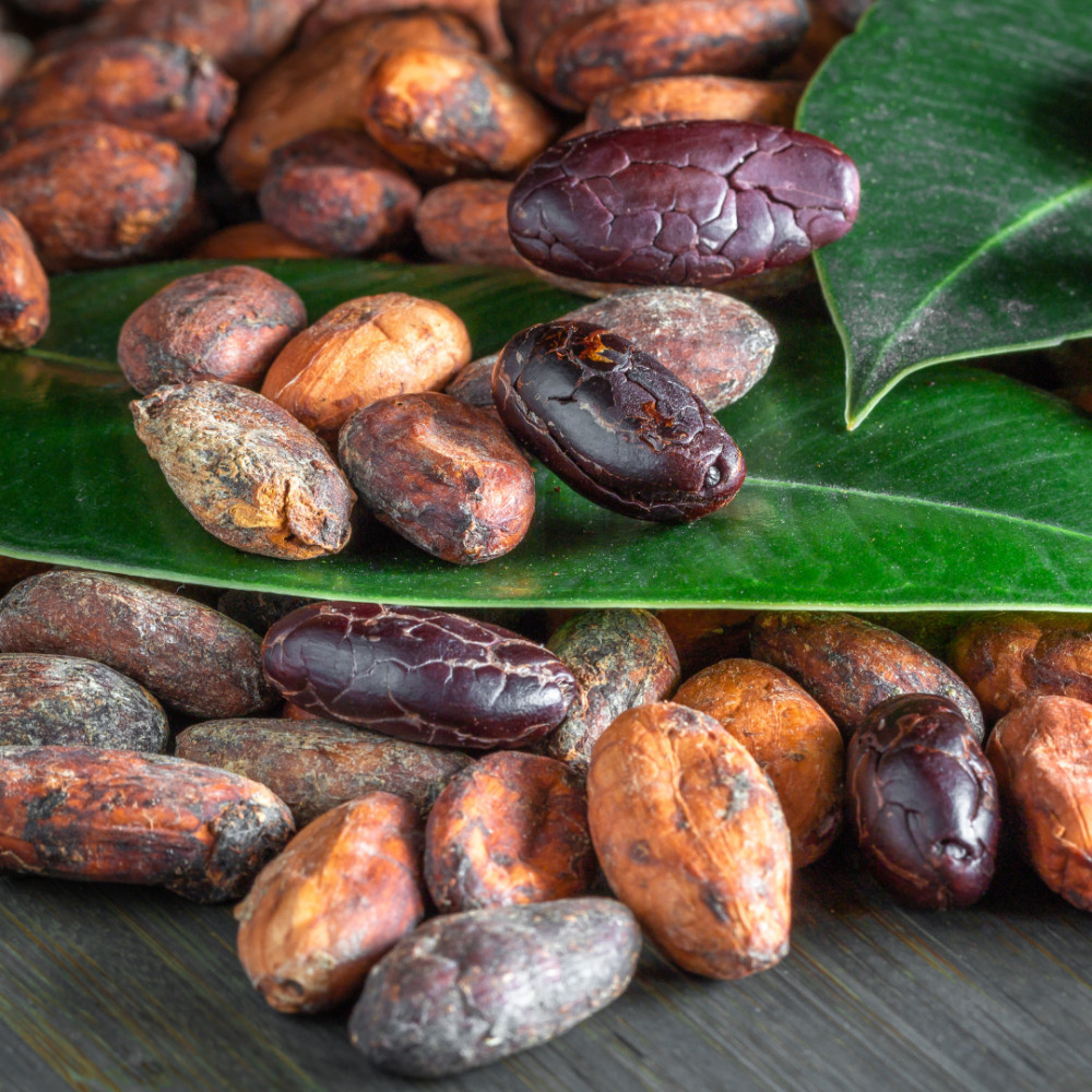 Forastero Cacao