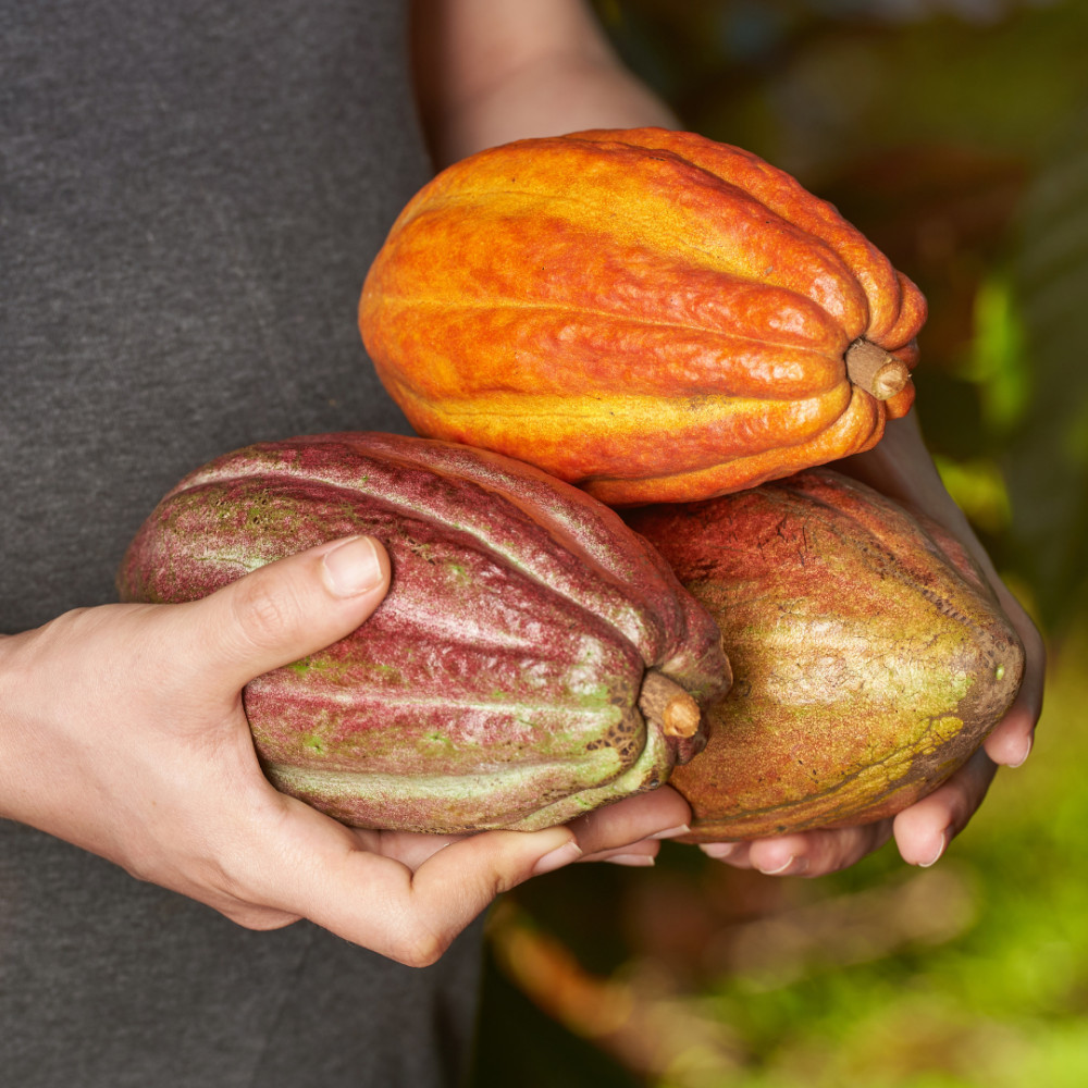 History & Origin Of Cacao