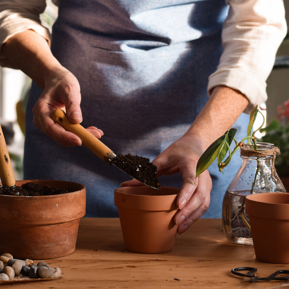 Propagation By Softwood Cuttings