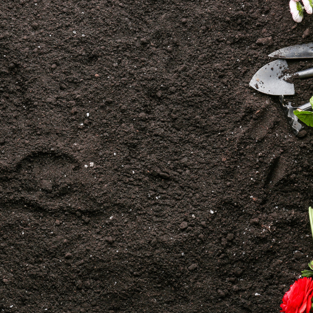 Soil To Grow Magnolia In Containers