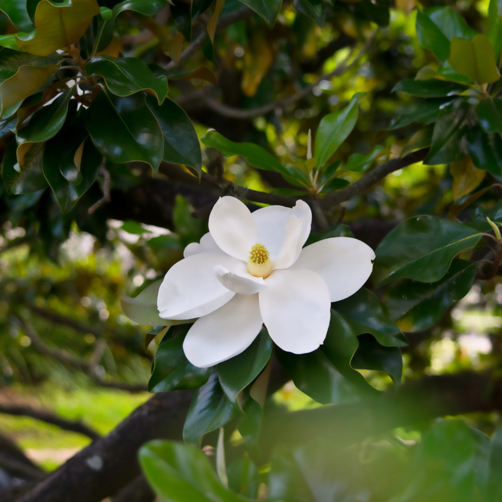 Southern Magnolia