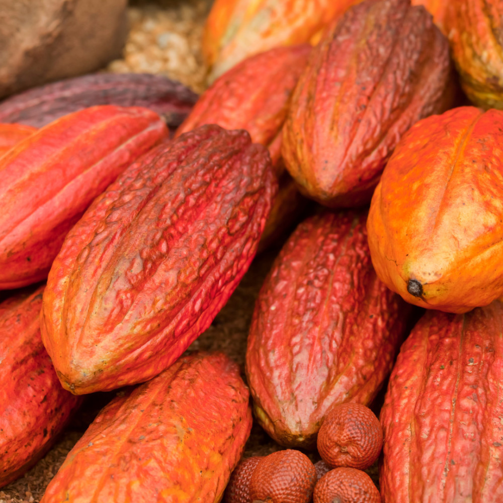 Trinitario Cacao