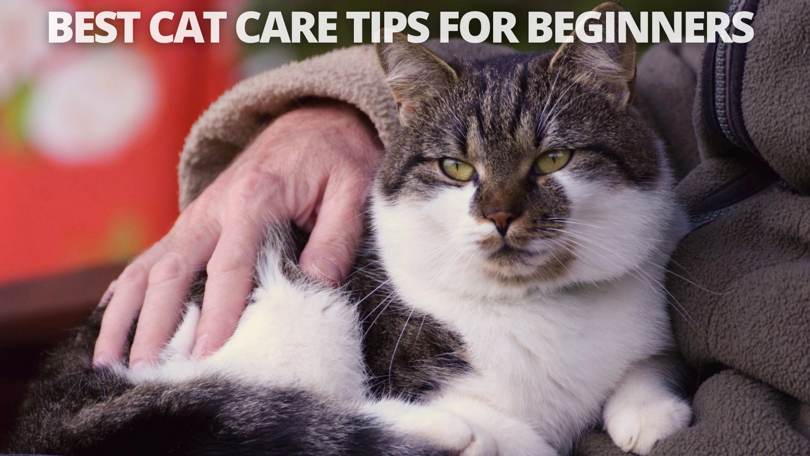Best Cat Care Tips For Beginners