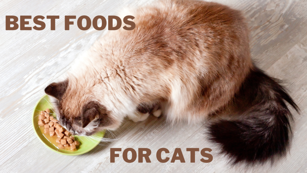 Best Foods For Cats | December 2024 | Close To Nature