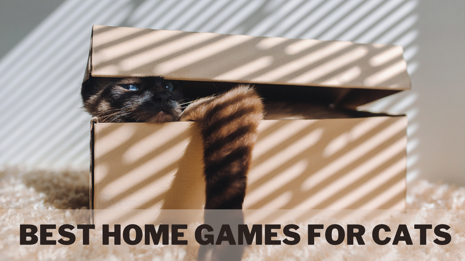 Best Home Games For Cats