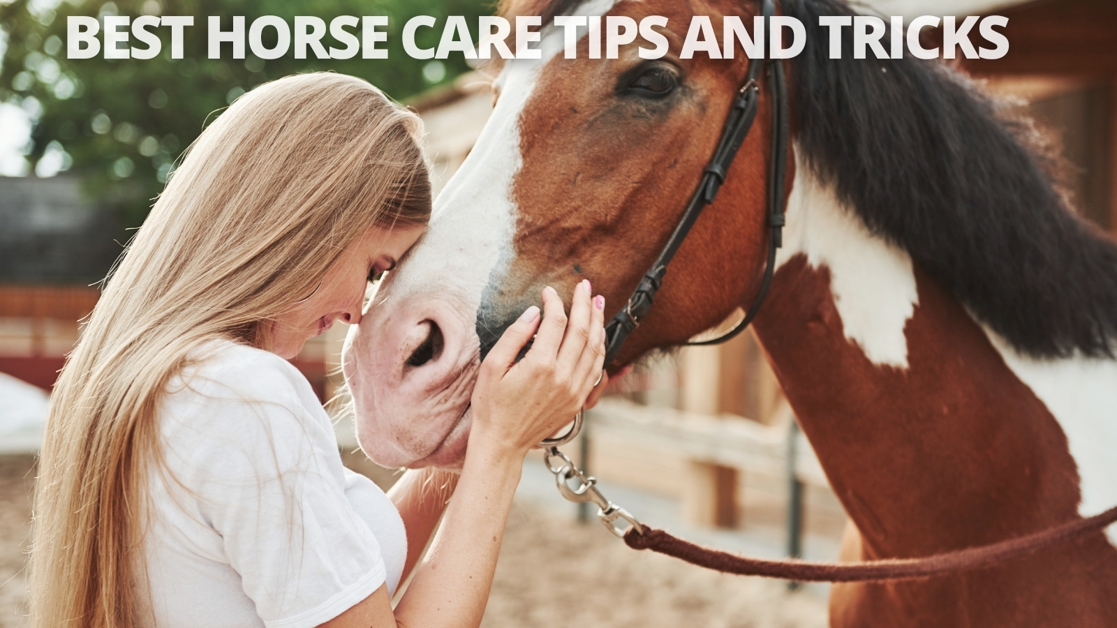 Best Horse Care Tips And Tricks