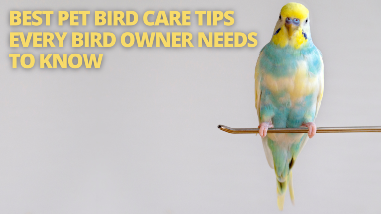 8 Essential Pet Bird Care Tips For Happy, Healthy Birds