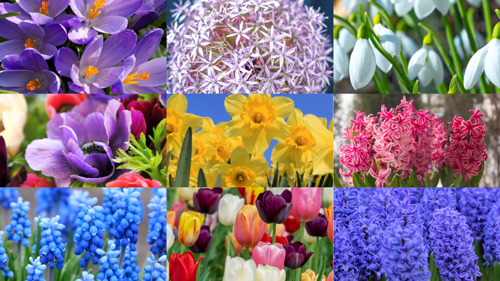 Best Spring Bulbs To Grow