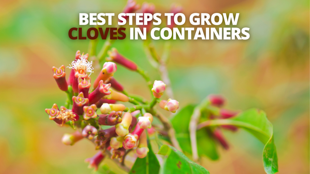 how to grow cloves        
        <figure class=