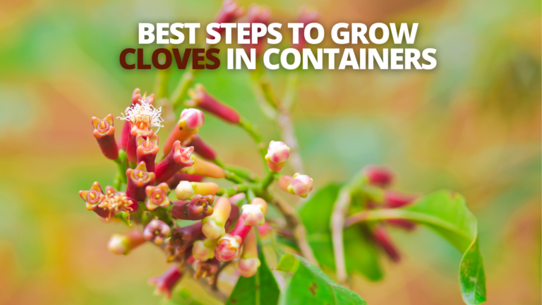 Best Steps To Grow Cloves In Containers