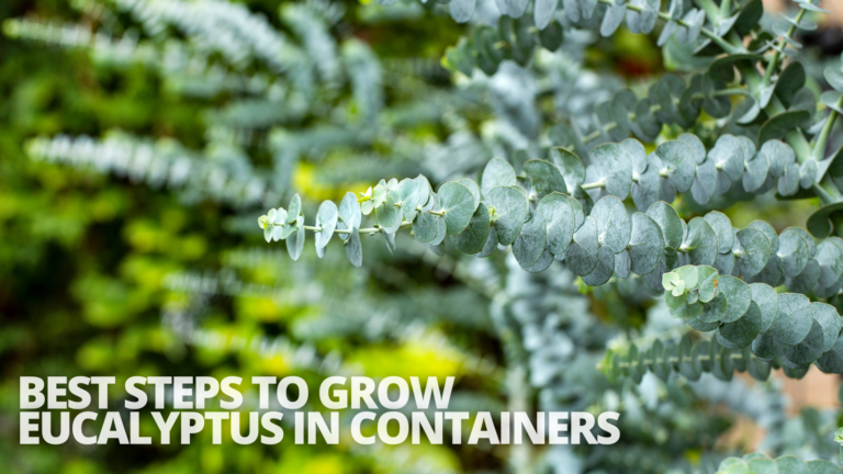 Best Steps To Grow Eucalyptus In Containers